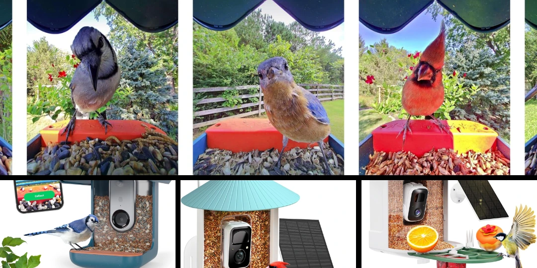 Best Bird Feeders with AI Detection Cameras for Capturing Birds Up Close